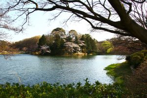 三ッ池公園対岸桜